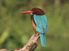 Красноклювая альциона Красноклювая альциона