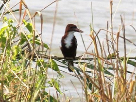 Смотреть фото Красноклювая альциона Фото Красноклювая альциона