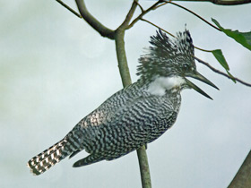 Смотреть фото Большой пегий зимородок Фото Большой пегий зимородок