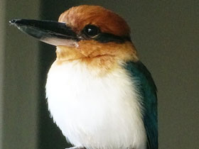 Фото Микронезийская альциона