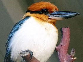 Фото Микронезийская альциона