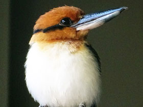 Фото Микронезийская альциона