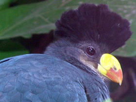 Смотреть фото Большой голубой турако Фото Большой голубой турако