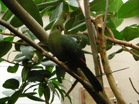 Смотреть фото Гвинейский турако Фото Гвинейский турако