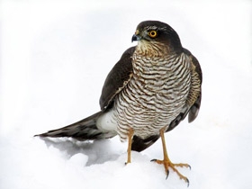 Ястреб-перепелятник Ястреб-перепелятник