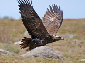 Фото Степной орёл