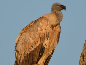 Фото Капский гриф