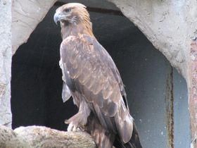 Смотреть фото Беркут Фото Беркут