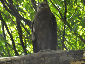 Смотреть фото Малый подорлик Фото Малый подорлик