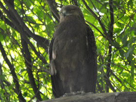 Смотреть фото Малый подорлик Фото Малый подорлик
