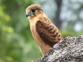 Смотреть фото Сейшельская пустельга Фото Сейшельская пустельга