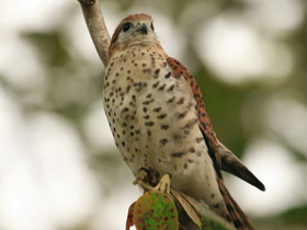 Смотреть фото Маврикийская пустельга Фото Маврикийская пустельга