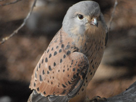 Смотреть фото Массовые нашествия животных Фото Массовые нашествия животных