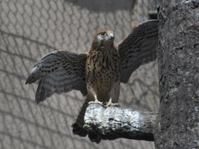 Смотреть фото Обыкновенная пустельга Фото Обыкновенная пустельга