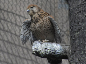 Смотреть фото Обыкновенная пустельга Фото Обыкновенная пустельга