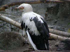 Смотреть фото Пальмовый гриф Фото Пальмовый гриф