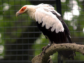 Смотреть фото Пальмовый гриф Фото Пальмовый гриф