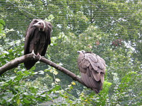 Смотреть фото Бурый стервятник Фото Бурый стервятник