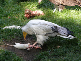 Смотреть фото Обыкновенный стервятник Фото Обыкновенный стервятник