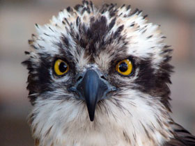 Скопа Скопа