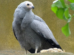 Африканский лунёвый ястреб Африканский лунёвый ястреб