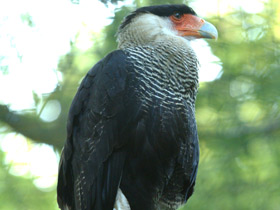 Обыкновенная каракара Обыкновенная каракара