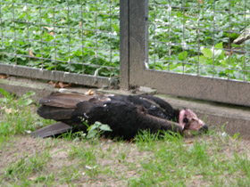 Смотреть фото Ушастый индийский гриф Фото Ушастый индийский гриф