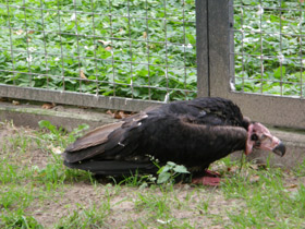 Смотреть фото Ушастый индийский гриф Фото Ушастый индийский гриф