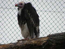 Смотреть фото Африканский белогорлый гриф Фото Африканский белогорлый гриф