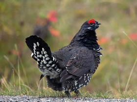 Смотреть фото Горная дикуша Фото Горная дикуша