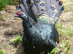 Глазчатая индейка Глазчатая индейка