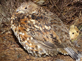 Фото Рябчик