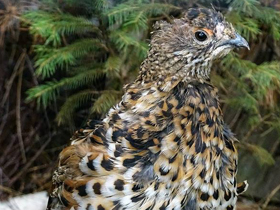 Фото Рябчик