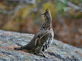 Фото Воротничковый рябчик