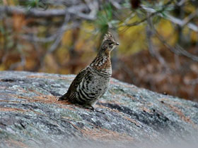 Фото Воротничковый рябчик