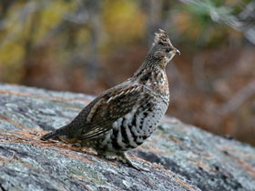 Фото Воротничковый рябчик
