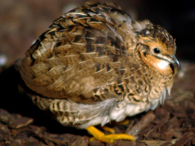 Смотреть фото Расписной перепел Фото Расписной перепел