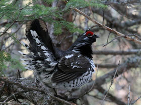 Смотреть фото Канадская дикуша Фото Канадская дикуша