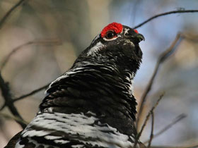 Смотреть фото Канадская дикуша Фото Канадская дикуша