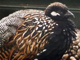 Фото Франколин Эркеля