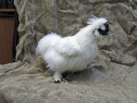 Смотреть фото Трусливые цыплята Фото Трусливые цыплята