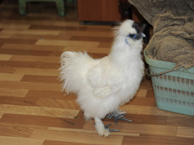 Смотреть фото Фабрикация цыплят Фото Фабрикация цыплят