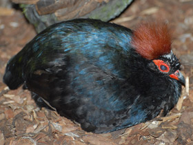 Краснохохлая куропатка Краснохохлая куропатка