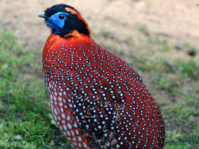 Глазчатый трагопан Глазчатый трагопан