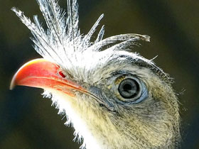 Хохлатая кариама Хохлатая кариама