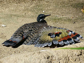 Солнечная цапля Солнечная цапля