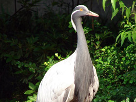 Красавка Красавка