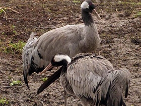Смотреть фото Серый журавль Фото Серый журавль