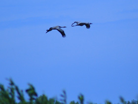 Смотреть фото Серый журавль Фото Серый журавль