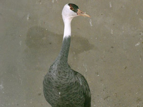 Смотреть фото Черный журавль Фото Черный журавль